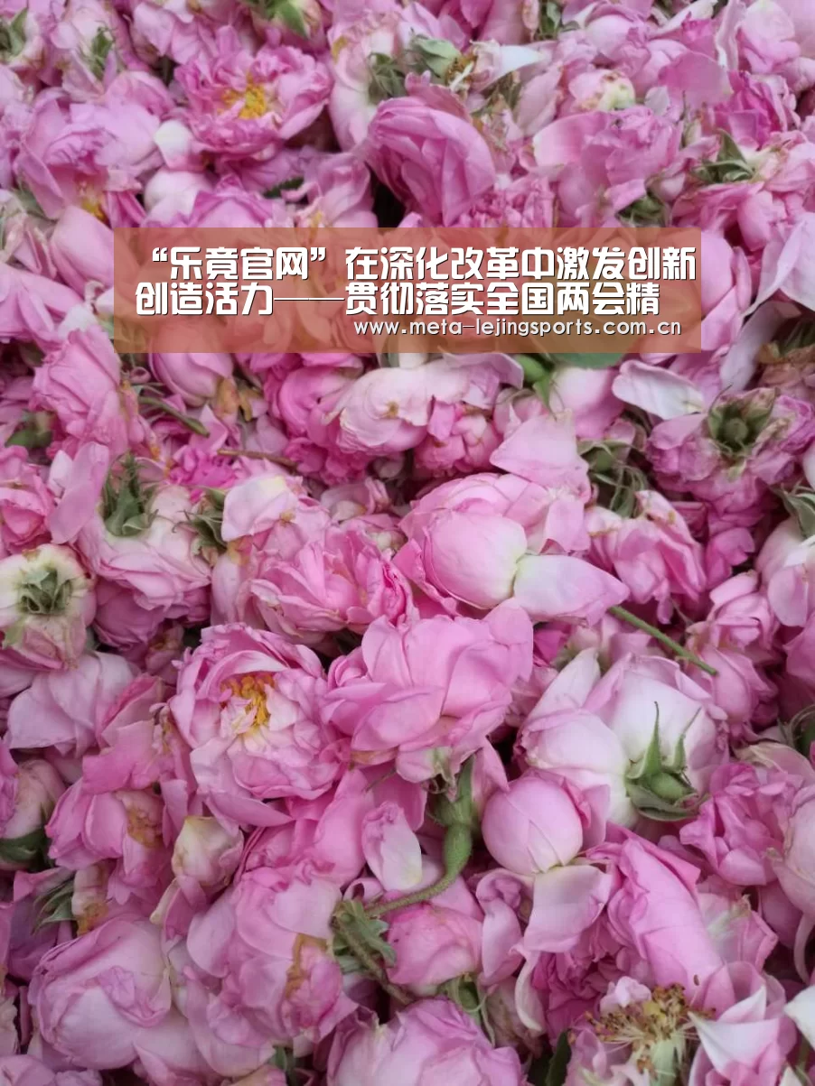 乐竟体育