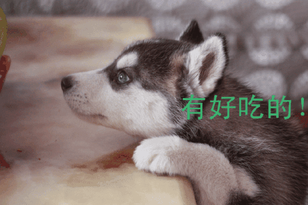 乐竟官网